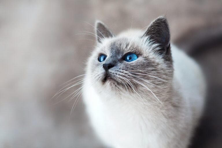 customizable cat-themed jewelry